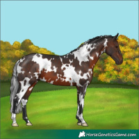 Horse Color:White Spotted Brown 