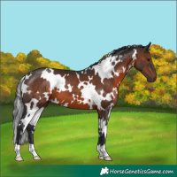 Horse Color:White Spotted Brown 