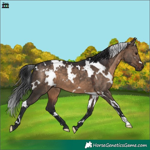 Horse Color:White Spotted Brown Dun