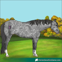 Horse Color:Black Ice Appaloosa Rabicano