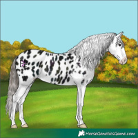 Horse Color:Midnight Black Ice Blanket 