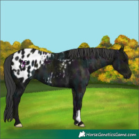 Horse Color:Midnight Black Ice Appaloosa 