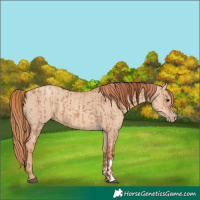 Horse Color:Red Dun  and Gold Champagne Dun 