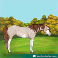 Horse Color:Red Dun Roan Splash Frame Rabicano 