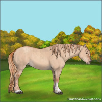 Horse Color:Red Dun  and Gold Champagne Dun 