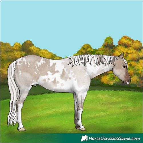Horse Color:White Spotted Silver Grullo Roan 