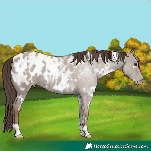 Horse Color:White Spotted Classic Champagne Roan Appaloosa