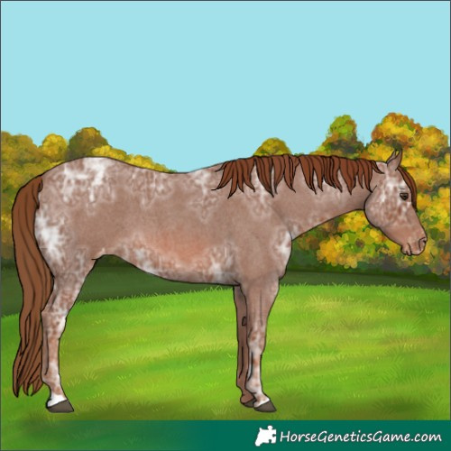 Horse Color:Red Ice Roan Appaloosa 