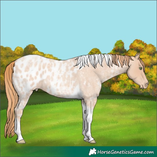 Horse Color:Unknown 