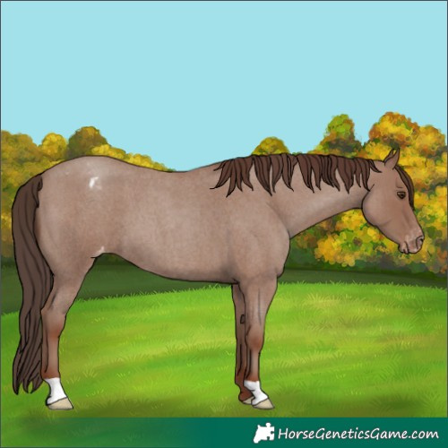 Horse Color:Unknown 