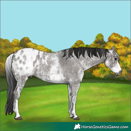 Horse Color:Gray White Spotted Blue Ice Roan Appaloosa 