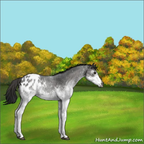 Horse Color:Gray White Spotted Blue Roan Appaloosa 