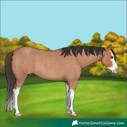 Horse Color:Unknown 
