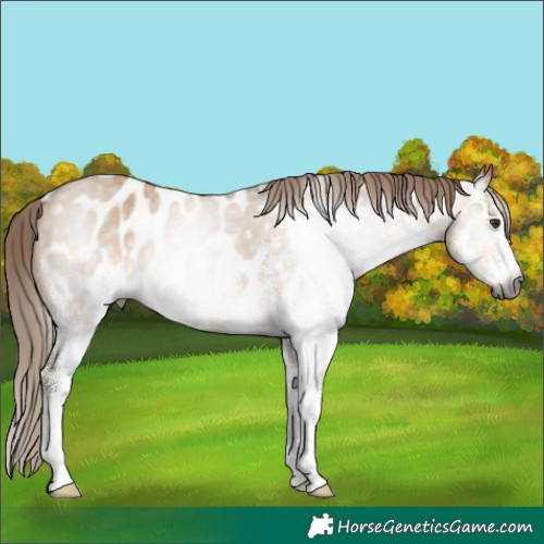 Horse Color:Gray White Spotted Liver Red Dun Near Leopard 