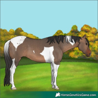 Horse Color:Brown Dun Tobiano 