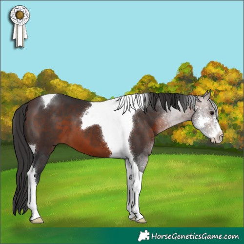 Horse Color:Brown Sabino Tobiano 