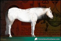 Horse Color:Gray Bay Dun Tobiano Blanket 