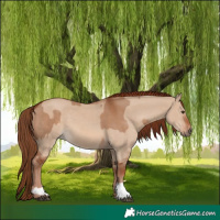 Horse Color:Red Dun and Red Dun