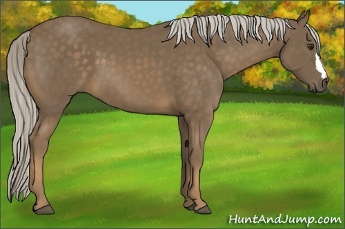 Horse Color:Chocolate Palomino 