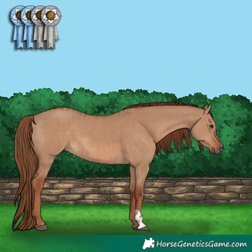 Horse Color:Red Dun and Red Dun