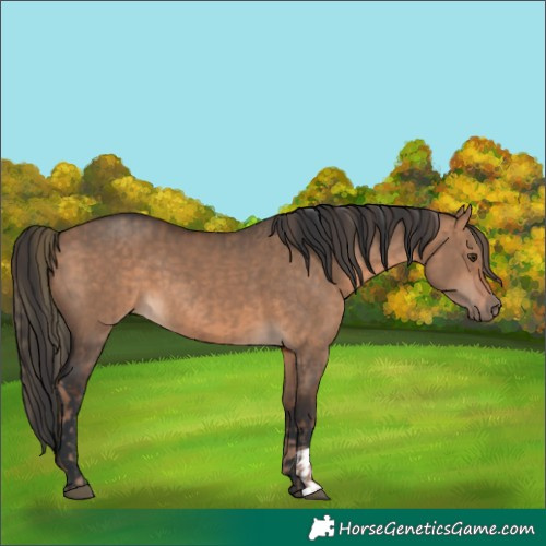 Horse Color:Liver Red Dun  and Brown Dun 