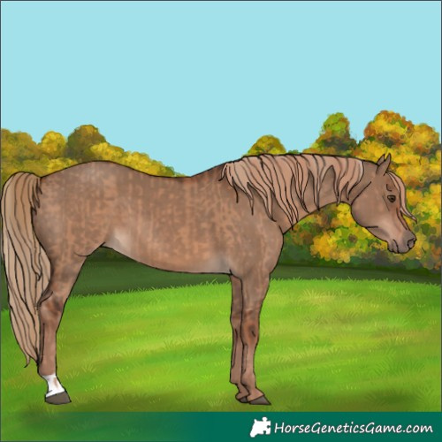 Horse Color:Red Dun  and Liver Red Dun 