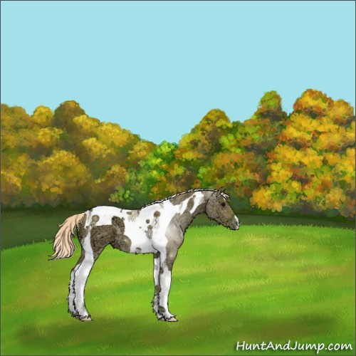Horse Color:Watercolor Silver Grullo Ice Tobiano Appaloosa 