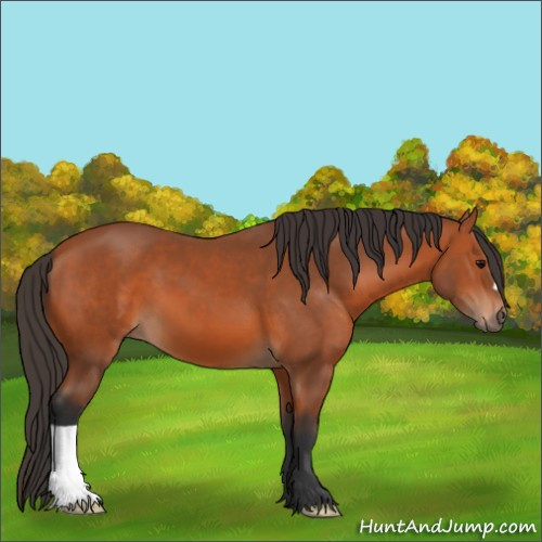 Horse Color:Bay 
