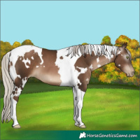 Horse Color:Gray White Spotted Silver Brown Pearl Tobiano