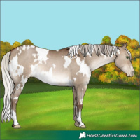 Horse Color:Gray White Spotted Silver Brown Pearl Dun