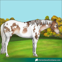 Horse Color:Gray White Spotted Silver Brown Pearl Tobiano Appaloosa