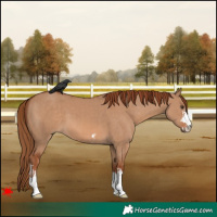 Horse Color:Red Dun and Red Dun
