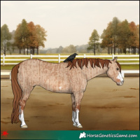Horse Color:Red Dun  and Red Dun 