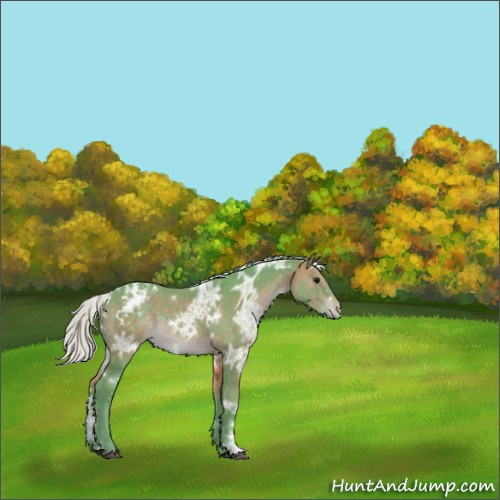 Horse Color:Watercolor White Spotted Chocolate Silver Brown Ice Sabino Appaloosa 