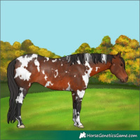 Horse Color:White Spotted Brown Rabicano 