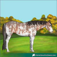Horse Color:Brown Sabino
