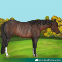 Horse Color:Liver Chestnut Rabicano