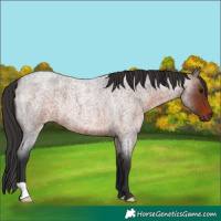 Horse Color:Brown Roan 