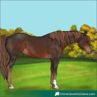Horse Color:Liver Chestnut 