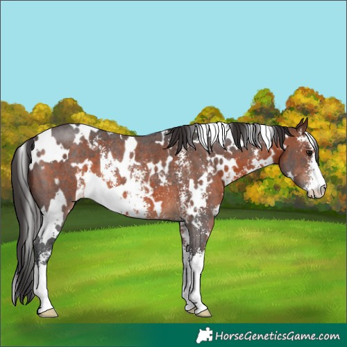 Horse Color:White Spotted Brown Sabino Rabicano 