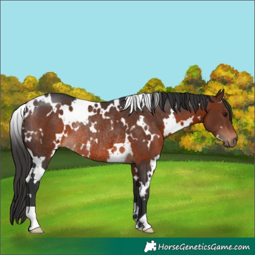 Horse Color:White Spotted Brown Rabicano 