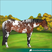 Horse Color:White Spotted Brown Rabicano 