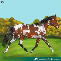 Horse Color:White Spotted Bay 