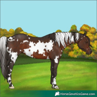 Horse Color:White Spotted Liver Chestnut 