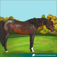 Horse Color:Bay 