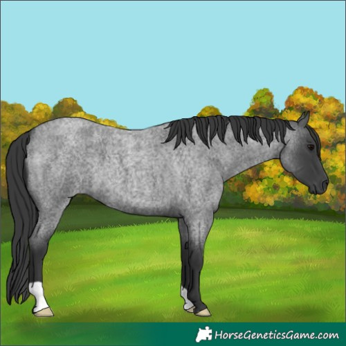 Horse Color:Blue Roan
