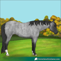 Horse Color:Blue Roan 