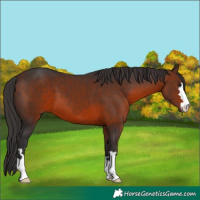 Horse Color:Brown 