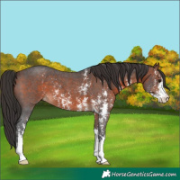 Horse Color:Brown Sabino 