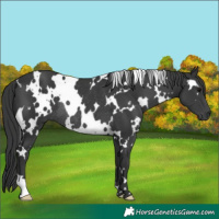 Horse Color:White Spotted Black Rabicano 